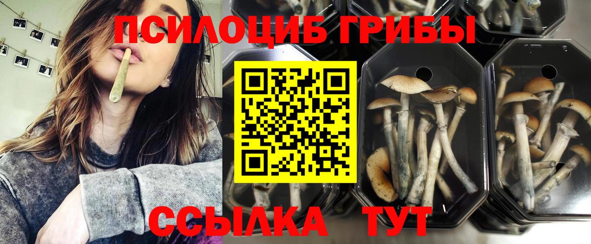 Псилоцибиновые грибы Cubensis Якутск